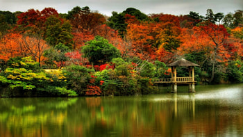 Autumn Tag - Tree Leaf Forest Leaves Autumn Landscape Nature Fall Best for HD wallpaper