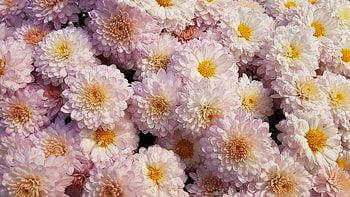 Chrysanthemum, flower, pink HD wallpaper