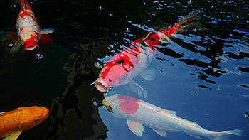 Taming fancy fish, Outdoor koi pond, Asian pet beauty, Relaxation and feng shui HD wallpaper
