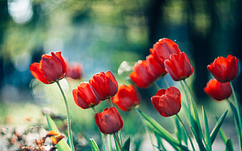 Tulips, Flowers, Bokeh, Red HD wallpaper