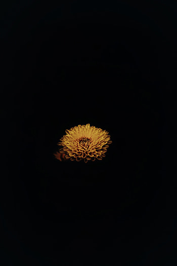 Flower, Dark, Petals HD phone wallpaper