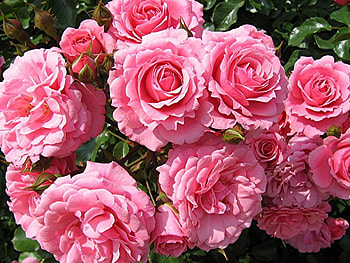 Pretty Pink Roses, shadow, stems, roses, bunches, pink, leaves, petals, green, layers HD wallpaper