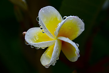 Flower, Plant, Macro, Plumeria HD wallpaper