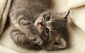 Animals, Fluffy, Kitty, Kitten, To Lie Down, Lie, Kid, Tot, Blanket HD wallpaper