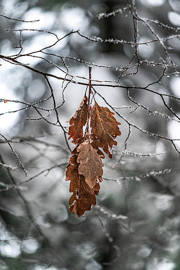 Leaves, Macro, Branch, Frost, Hoarfrost HD phone wallpaper