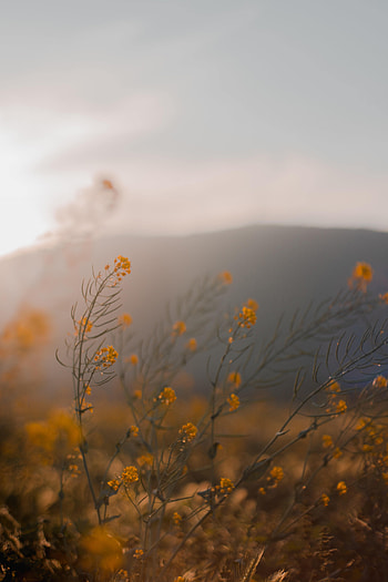 Flowers, Grass, Wildflowers HD phone wallpaper