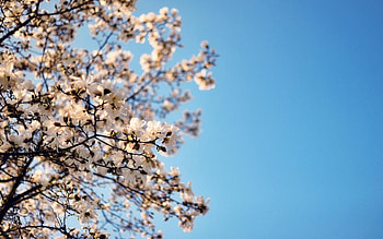 Flowers, Sky, Wood, Tree, Branch HD wallpaper