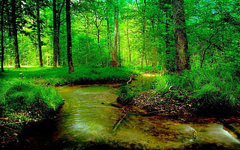 Forest creek, lush, creek, green, trees, nature, forests, water, beauty HD wallpaper