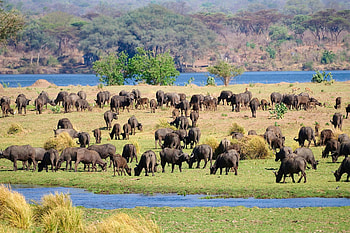 Zimbabwe travels, Awe-inspiring beauty, Timeless Africa, Safari experiences HD wallpaper