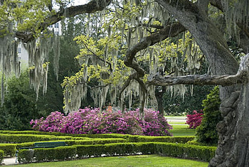 Garden, gardens, forests, nature, flowers HD wallpaper