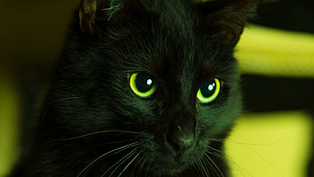 Black cat, animal, black, pisici, yellow, eyes, cat HD wallpaper