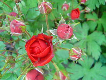 Rose HD wallpaper