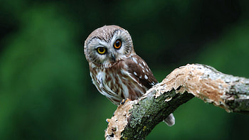 Animals, Owl, Bird, Predator HD wallpaper