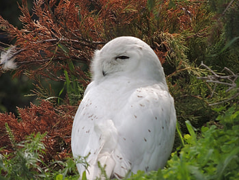 Snow Owl, Winter adaptations, Owls, White birds, Birds of prey HD wallpaper