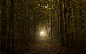 Nature, Trees, Autumn, Shine, Light, Road, Forest, Fog HD wallpaper