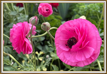 PRETTY FLOWERS, PRETTY, NATURE, FLOWERS HD wallpaper