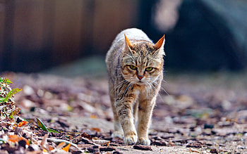 Animals, Leaves, Cat, Stroll, Thin HD wallpaper