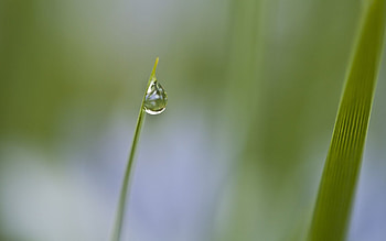 Grass, Background, Leaves, Macro, Fog, Drop HD wallpaper