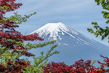 Stunning view of Mount Fuji framed by colorful foliage, a classic landmark of Japan. HD wallpaper