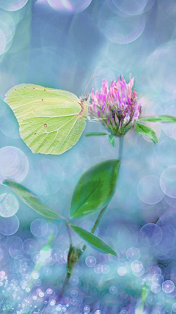 Green Butterfly, Adorable, Background HD phone wallpaper