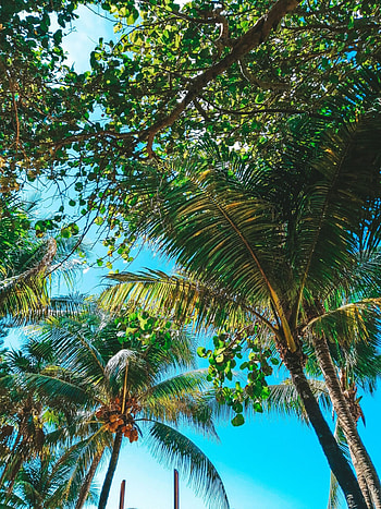 Private tour of Roatan, Exclusive travel experience, Local insights, Lchelnde Kreuzfahrer HD phone wallpaper