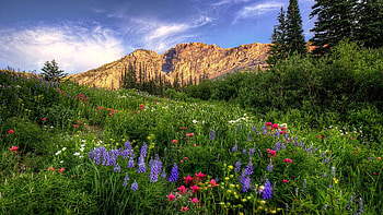 The Wild Albion Basin, Wasatch Mountains, Utah, wildflowers, trees, clouds, landscape, sky, flowers, usa HD wallpaper