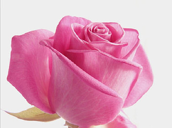 lovely pink rose, plants, soft, delecte, nice, rose, pink, blossoms, bud, nature, flowers, blooms, lovely HD wallpaper