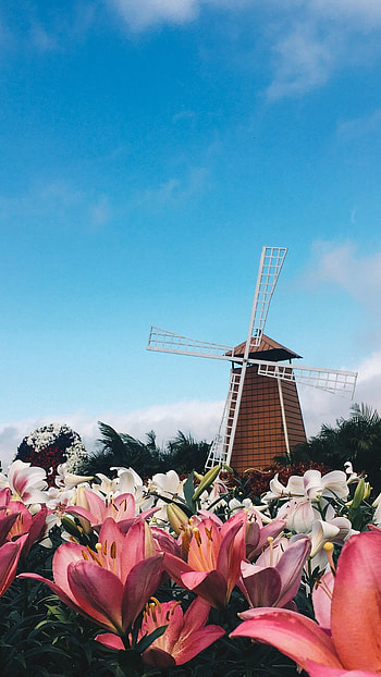 Nature, Flowers, Lilies, Building, Mill HD phone wallpaper