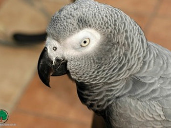 adi, birds, animals HD wallpaper