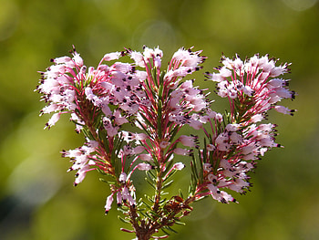 Flowers, Branches, Wild Flower, Erica Multiflora HD wallpaper