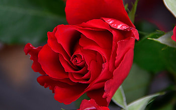 ❤️, Flowers, Gorgeous, Close up, Red HD wallpaper
