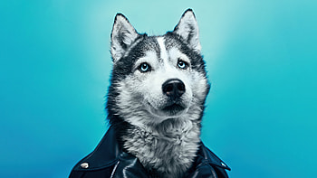 Husky In Leather Suit, siberian-husky, dog, animals, behance HD wallpaper