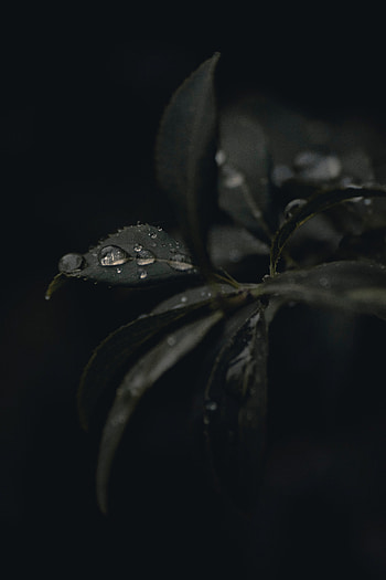 Leaves, Drops, Plant, Macro, Dark, Dew HD phone wallpaper