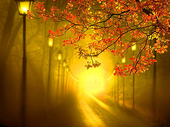 Lights in the park, lights, fall, row, autumn, road, park HD wallpaper