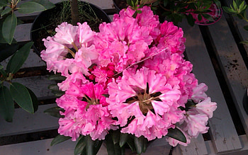 Red Rhodo, garden, rhododendron, nature, flowers HD wallpaper