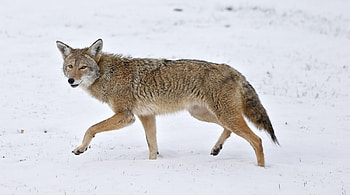 Coyote , HQ HD wallpaper