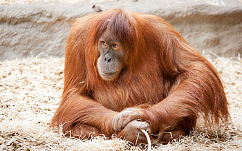 Orangutan , Wide range, Natural beauty, Wildlife sanctuary HD wallpaper