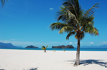 Nature, Sea, Sand, Palms, Summer, Tropics HD wallpaper