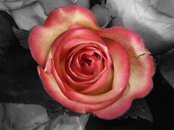 Rose, abstract, flower HD wallpaper