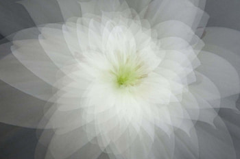 Easter Lily, distorted, creative art, flower, lily HD wallpaper