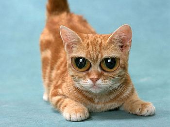 play time, eyes, big HD wallpaper