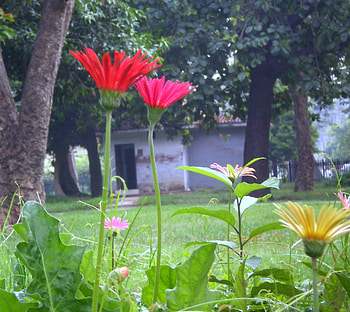 daisies, nature, flowers HD wallpaper