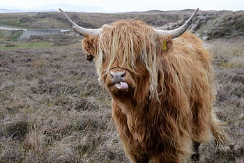 graph of a Highland cow with long hair and horns in the Scottish countryside. HD wallpaper