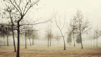 Nature, Trees, Grass, Autumn, Forest, Fog, Morning, Hoarfrost, Frost, Teen, Young Growth, Withering HD wallpaper