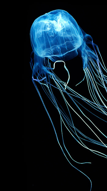Box jellyfish , Glowing allure, Immersive visuals, Captivating beauty HD phone wallpaper