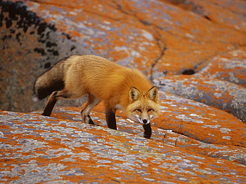 Animals, Stones, Fox, Hide, Hunting, Hunt, Lurk HD wallpaper