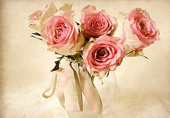 Roses, soft, nature, flowers HD wallpaper