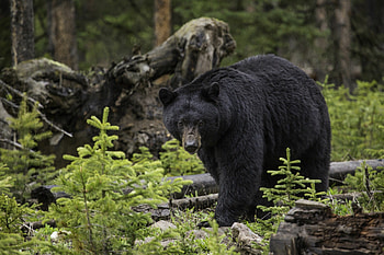 American black bear, Bears HD wallpaper
