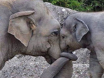 Luv you Mom, elephants, love, baby, mother, trunks HD wallpaper