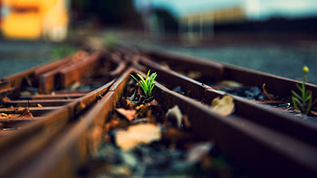 Plant - Never Give Up, hope, nature, Plant, track, natu HD wallpaper